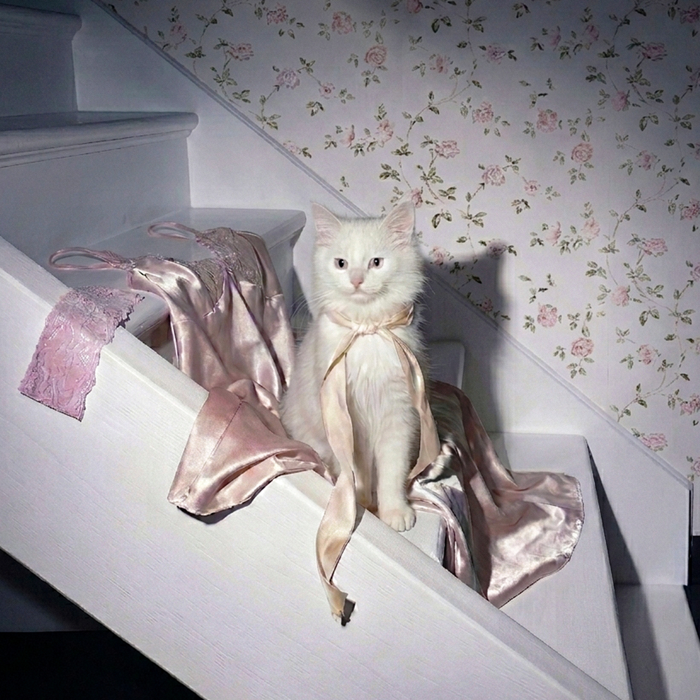 no cat home